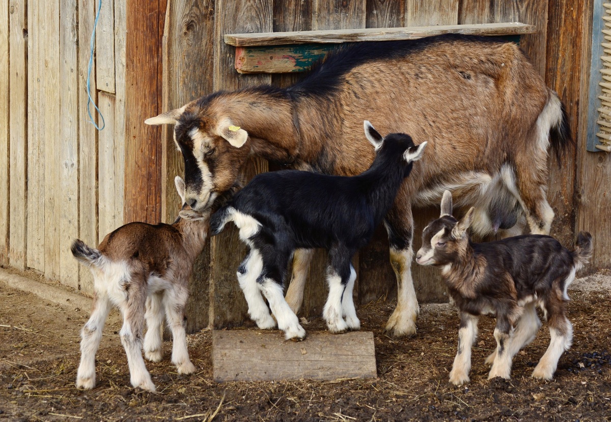 baby goats around mom