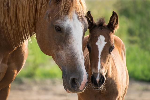 mommy horse and foal