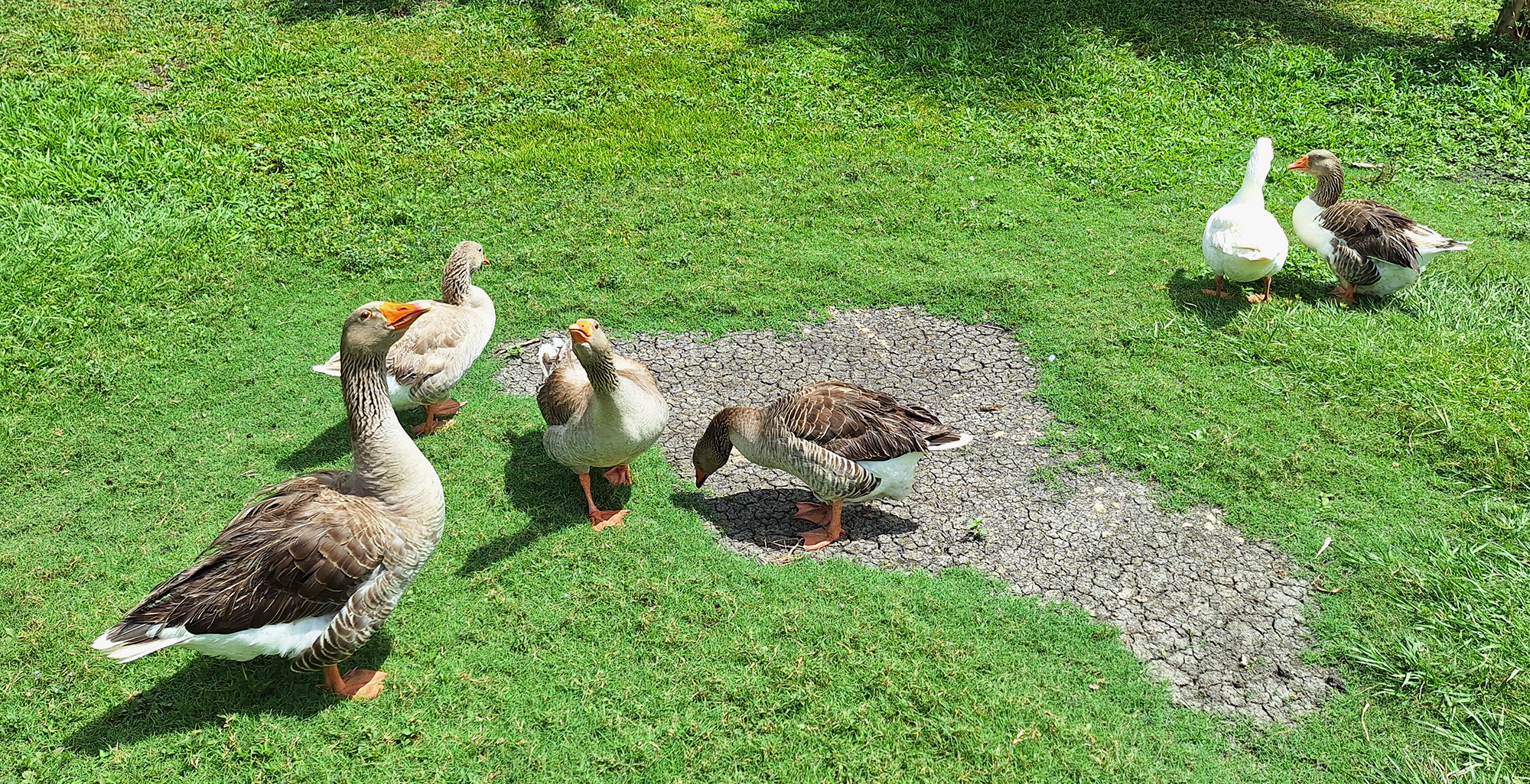 two groups of geese on grass