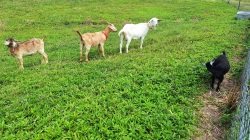 Goats on pasture