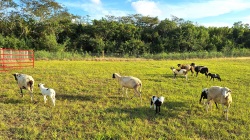 groups of sheep on pasture
