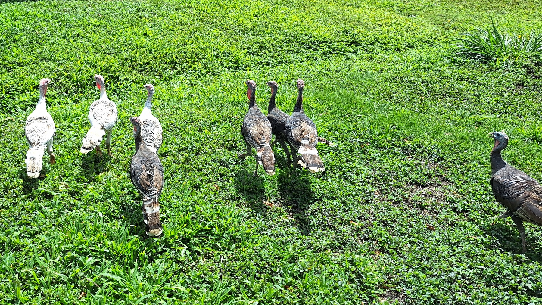 young turkeys walking on grass